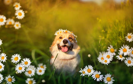 cute corgi dog sitting on the summer sunny meadow surrounded by daisies flowersの写真素材