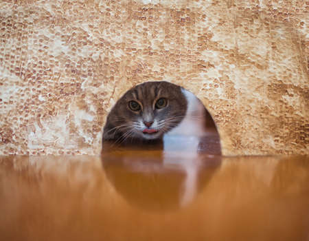 cute tabby cat peeks into a hole in the wall in search of a good mouseの写真素材