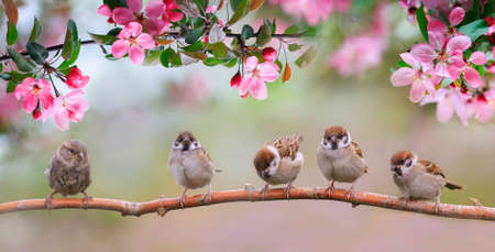 small birds sparrows sit on a branch with flowers in the May sunny gardenの写真素材