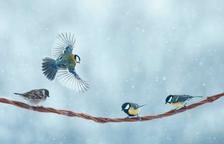 small birds chickadees and sparrows sit and fly on a branch in a winter snow parkの写真素材