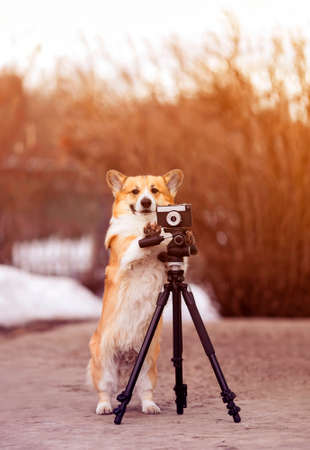 vertical portrait funny dog puppy corgi stands at a tripod in the garden and takes pictures on an...