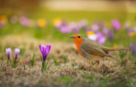 bird of the robin walks among the beautiful snowdrops of crocuses in the spring park