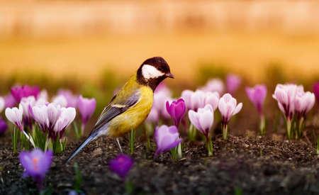 bird tit walks among the beautiful snowdrops crocuses in the spring sunny parkの写真素材
