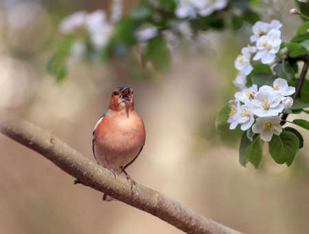 songbird finch sings on the branch of an apple tree with white flowers in the spring gardenの写真素材