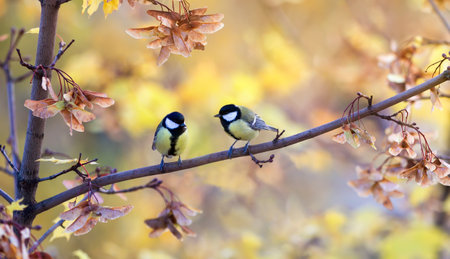 two chickadee birds are sitting in an autumn park among golden maple leaves and seedsの写真素材