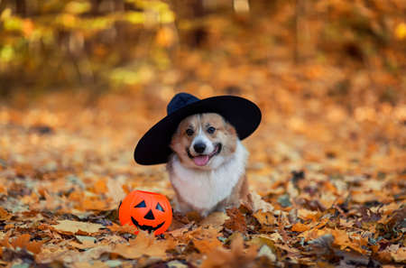 a funny corgi dog puppy in a black Halloween witch hat stands in an autumn park among fallen golden leaves with a pumpkinの写真素材