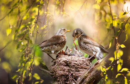 parents of the blackbird bird feed their chicks in the nest among the green foliage in the spring parkの写真素材