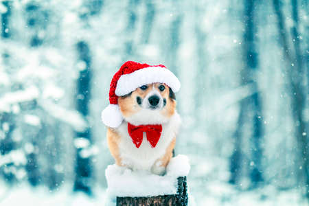 new year card cute cat in a christmas red hat sitting in the winter garden on white snowの写真素材