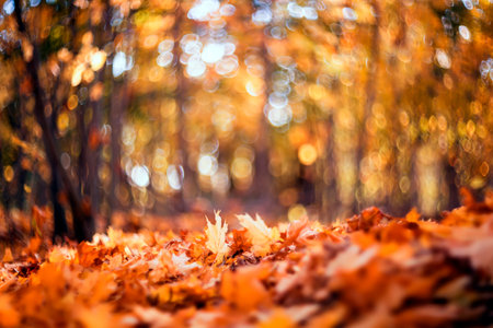 natural background overlooking the autumn sunny park with fallen golden foliageの写真素材