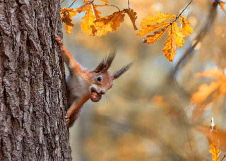 cute fluffy animal squirrel with a nut in his teeth sitting on a tree trunk in an autumn sunny park...