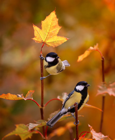 two beautiful little tit birds are sitting on the leaves of a bright autumn maple in a sunny gardenの写真素材