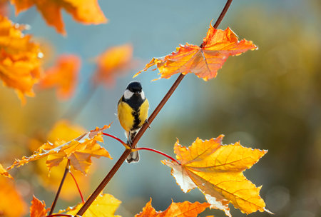 bright little bird tit sits on a maple tree branch with golden autumn leavesの写真素材