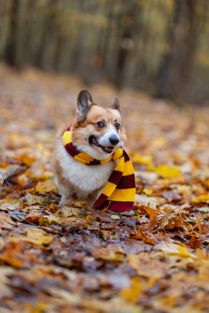 cute corgi dog puppy sitting in an autumn park among fallen golden leaves in a striped scarfの写真素材