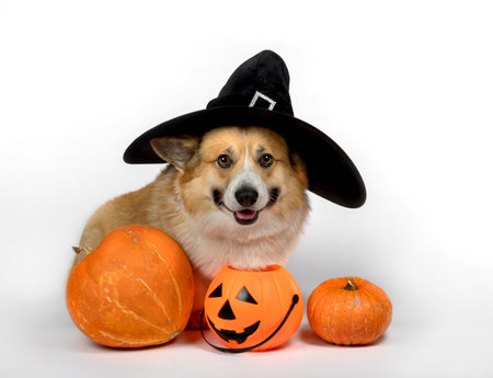 cheerful and funny corgi dog puppy in a costume and a black Halloween hat sits among orange pumpkins in the studio on a white isolated backgroundの写真素材