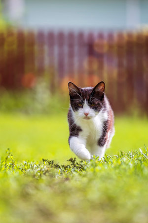 cute kitten walks along a sunny path in a summer gardenの写真素材