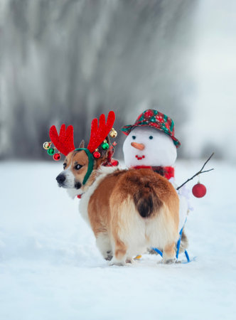 cute Christmas corgi in reindeer antlers with snowman in winter snowy parkの写真素材