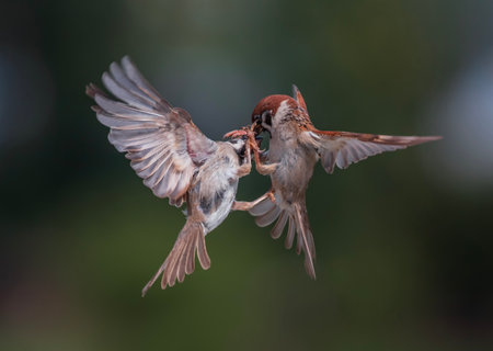 two sparrow birds fly and fight, flapping their feathers and wings in the park against the backdrop of a green gardenの写真素材