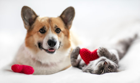 valentine card cute corgi dog and cat lie on a white bed background surrounded by red and pink heart...