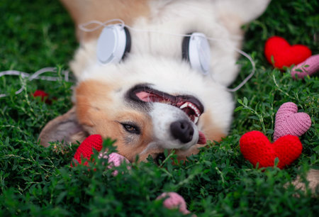 cute corgi dog lying on the grass with headphones surrounded by red heartsの写真素材