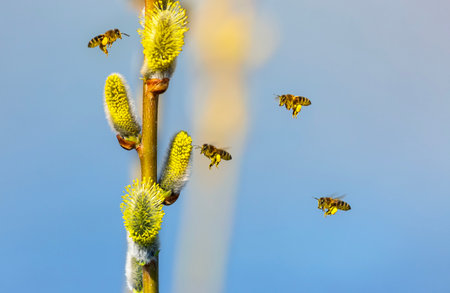 a swarm of small honey bees circle and collect nectar from fluffy willow branches in a sunny spring gardenの写真素材