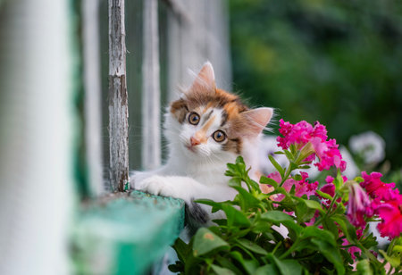 a small curious kitten sits on the cornice of a village house in the garden among flowerpots and looks out from one on a summer sunny dayの写真素材