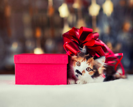 cute fluffy kitten with bow sitting next to gift on festive shiny backgroundの写真素材