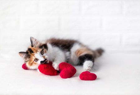 cute fluffy kitten lies among red hearts symbols of love on white blanketの写真素材