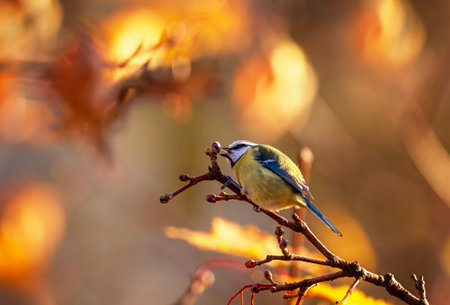 blue tit bird sitting on thin tree branch in autumn parkの写真素材