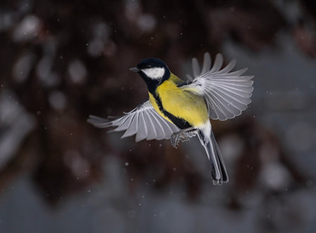 tit bird flying in garden under falling snowの写真素材