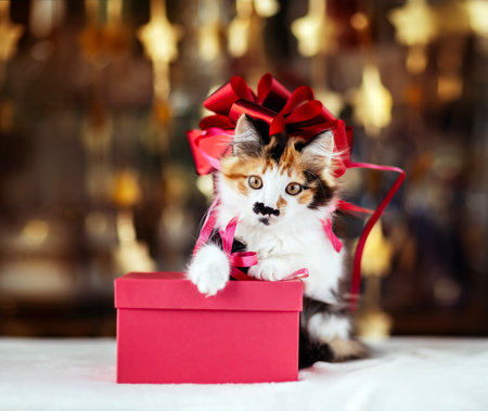 cute little kitten standing on gift box on festive glitter backgroundの写真素材