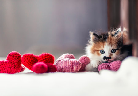 valentine with cute fluffy kitten holding red and pink hearts in his pawsの写真素材