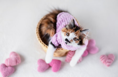 Top view of cute fluffy kitten in pink soft sweater lying in wicker basket among love symbols and...