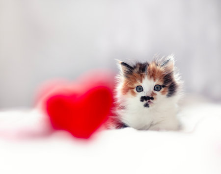 cute kitten lying next to red heart on valentine's dayの写真素材