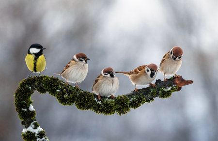 birds sparrows sitting on a beautiful branch with moss in the garden under the snow opposite titの写真素材