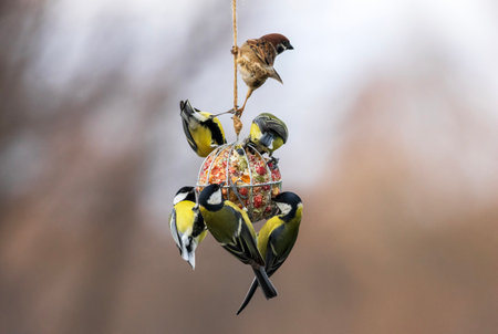 birds tits and sparrow hanging on a ball feeder and eating seeds and nuts in a winter gardenの写真素材