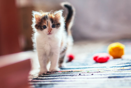 portrait of a cute little kitten standing in a room on a rug and looking curiouslyの写真素材