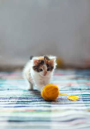 portrait of a cute little kitten standing in a room on a rug and playing with a yellow ball