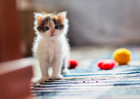 cute little kitten standing in room on rug and looking curiouslyの写真素材
