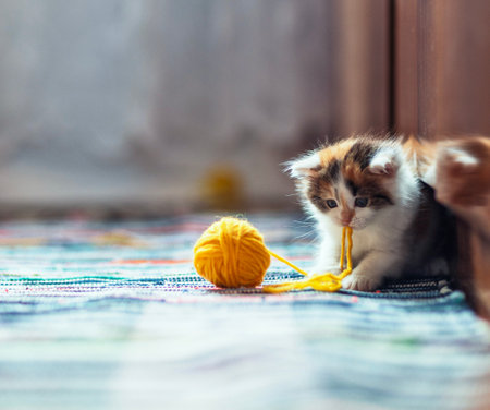 portrait of a cute little kitten sitting in a room on a rug and playing with a yellow ballの写真素材