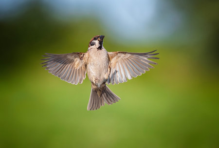 sparrow bird spreading wings flies against the background of a green gardenの写真素材
