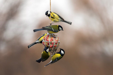 many hungry tit birds hanging on feeder and eating seeds and nuts in garden