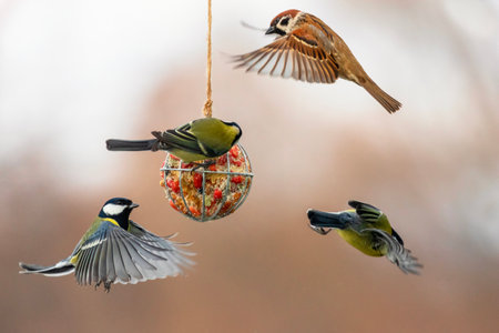 birds tits and sparrow flying at the feeder with spread wings and eating seeds and nuts in the winter gardenの写真素材