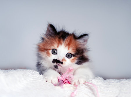 portrait of a cute little kitten lying down and looking straight ahead curiouslyの写真素材