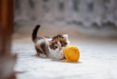 cute little kitten playing in room rolling yellow ball of yarn with pawの写真素材