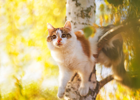 beautiful tricolor cat sitting on a birch tree with golden foliage in an autumn sunny parkの写真素材