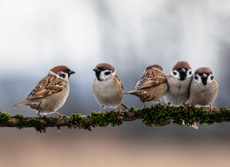 plump funny birds sparrows sitting in groups on a branch covered with mossの写真素材