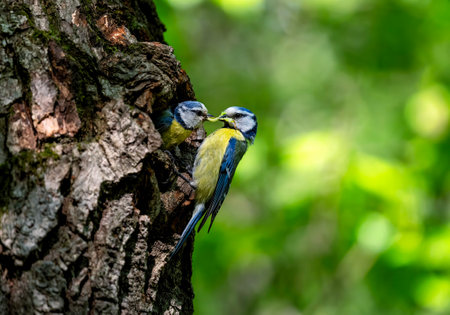 blue tit birds brought captured insects to a hollow in a tree to feed their chicksの写真素材