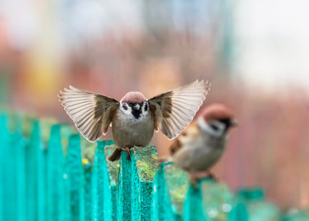 funny bird sparrow spreading wings walking on wooden fence in gardenの写真素材