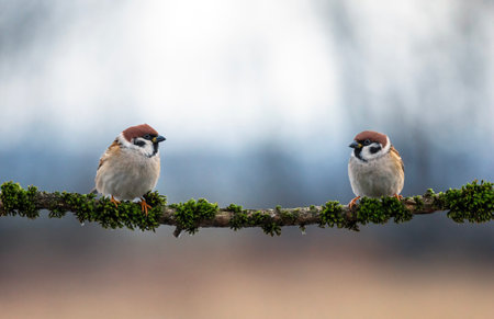 two funny birds sparrows sitting on a branch covered with moss in the gardenの写真素材