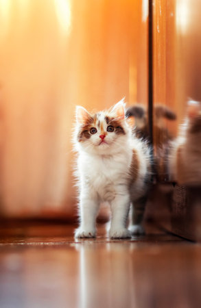portrait of a cute little kitten standing in a sunny room and reflected in the floor and cabinetの写真素材